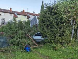 Samochód koloru srebrnego rozbity na płocie posesji. dookoła poprzewracane drzewka iglaste.
